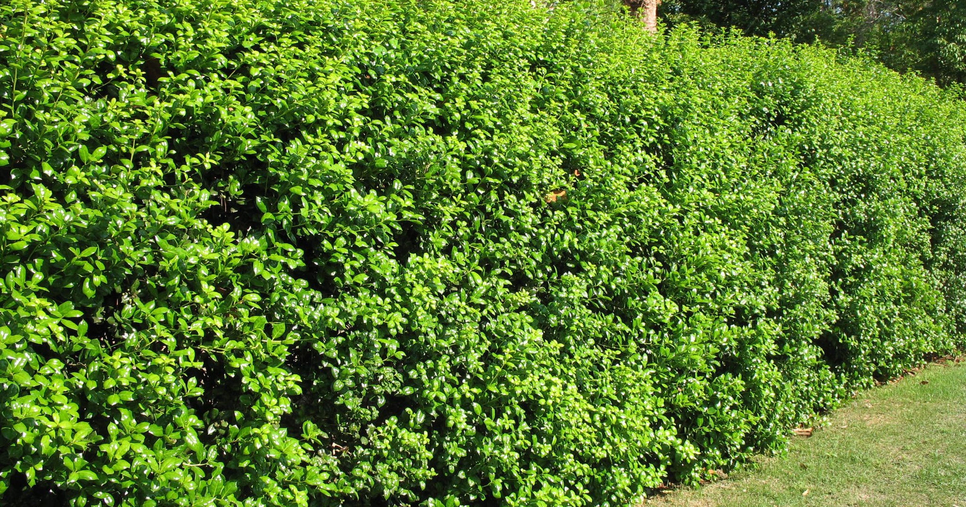 Backyard sports shrub oak leaf
